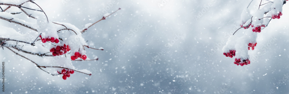Viburnum branches with red berries are covered with fluffy snow during ...