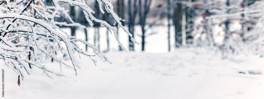 A winter forest after a snowfall with snow-covered tree branches bent down by the snow