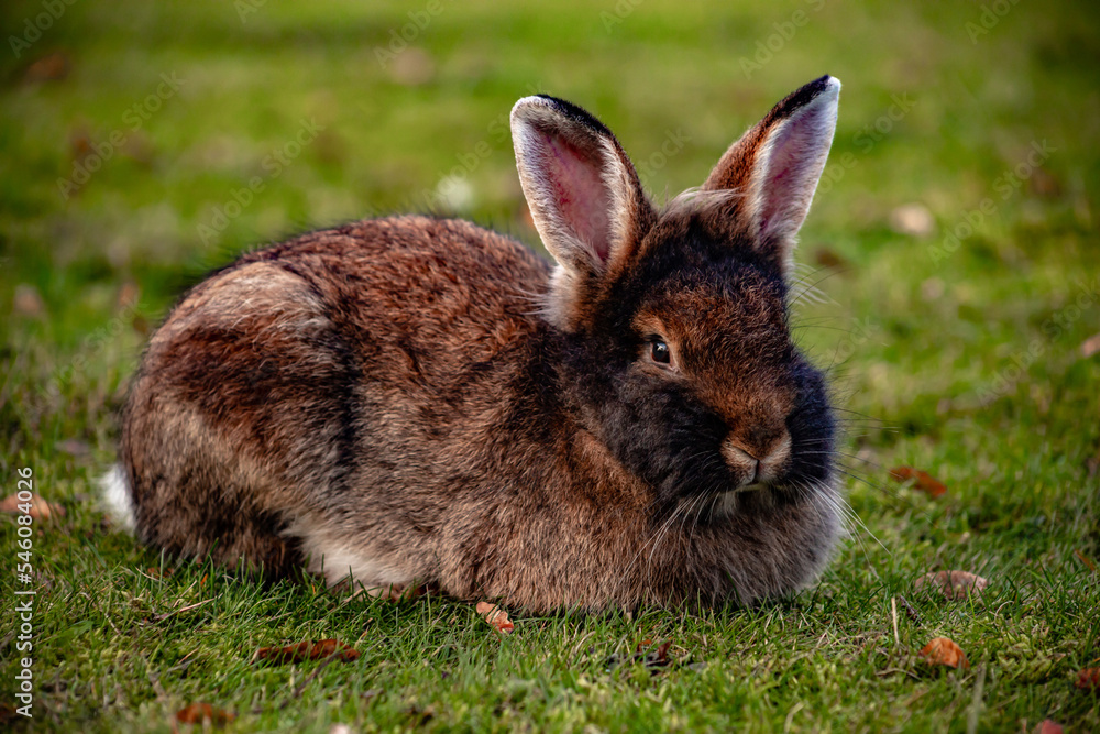 the black rabbit in the grass is a symbol of the Chinese new year 2023 and Easter the black rabbit in the grass is a symbol of the Chinese new year 2023 and Easter