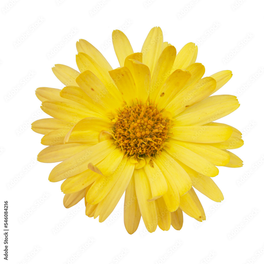 Bright beautiful yellow flower spring isolated on the white background Bright beautiful yellow flower spring isolated on the white background
