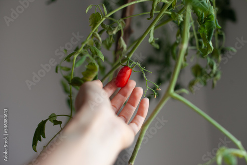 Growing organic tomatoes at home. Cherry tomatoes ripe on the plant in the apartment. Sustainable vegetarian lifestyle. Tomato ready to be picked and eaten on green branches.