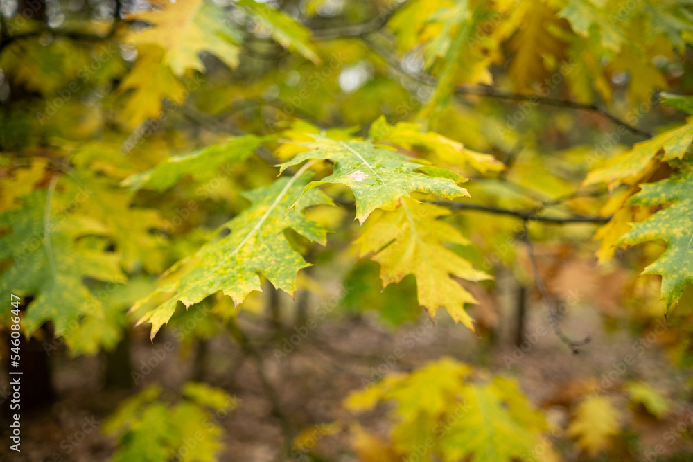 Calm fall season. Maple leaves on sunny beautiful nature autumn background. Horizontal autumn banner with Maple leaf of red, yellow and green color. Calm fall season. Maple leaves on sunny beautiful nature autumn background. Horizontal autumn banner with Maple leaf of red, yellow and green color.
