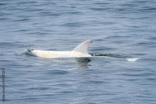 A rare photo of Casper  an albino Risso s dolphin in the Monterey Bay Marine Sanctuary.