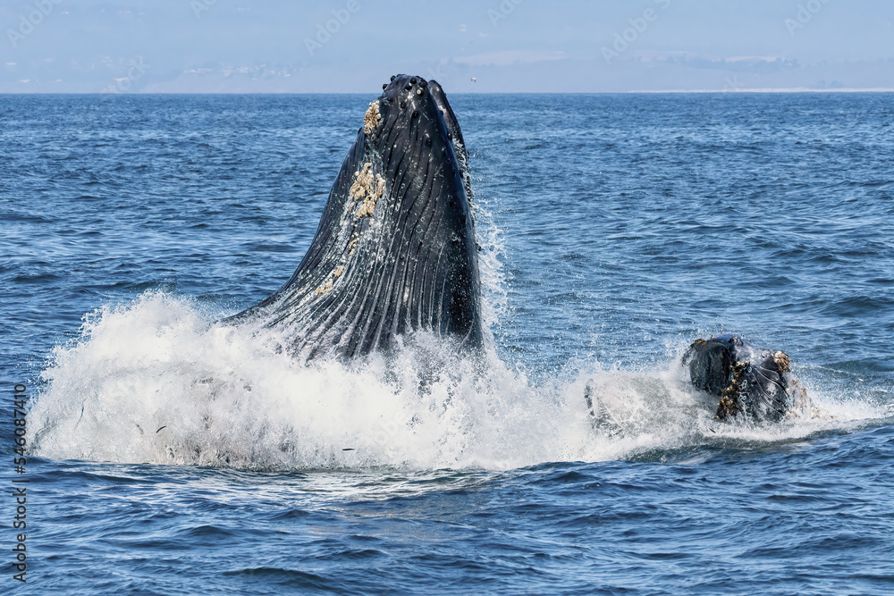 Fototapeta premium Humpback whales lunging and breaching