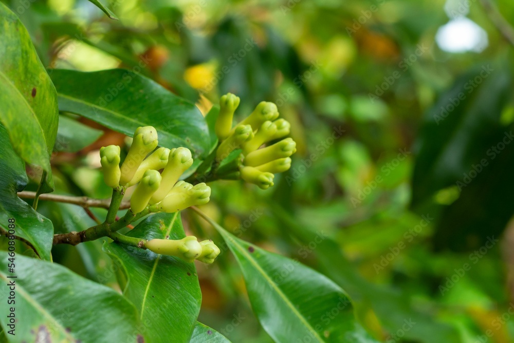 Obraz premium Closeup of a clove plant with green leaves in a garden
