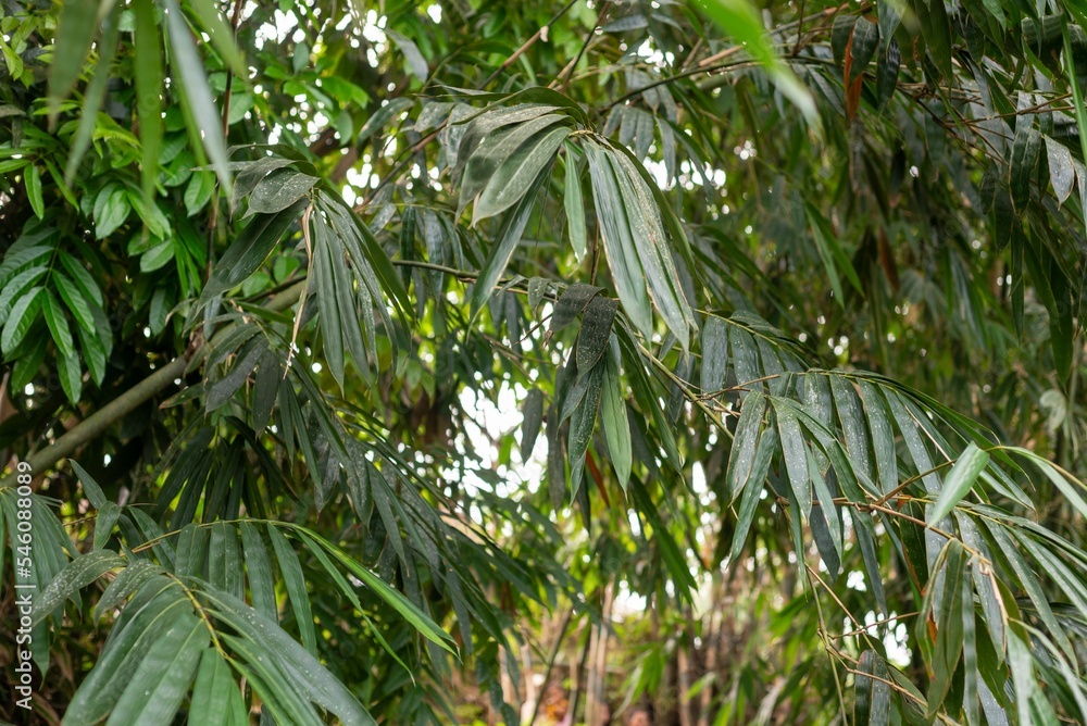 Closeup of a bamboo tree with green leaves in a garden Closeup of a bamboo tree with green leaves in a garden