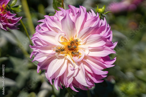 Bumble bee on Dahlia Flower