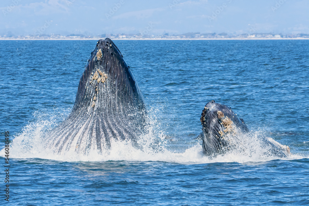 Fototapeta premium Humpback whales lunging and breaching