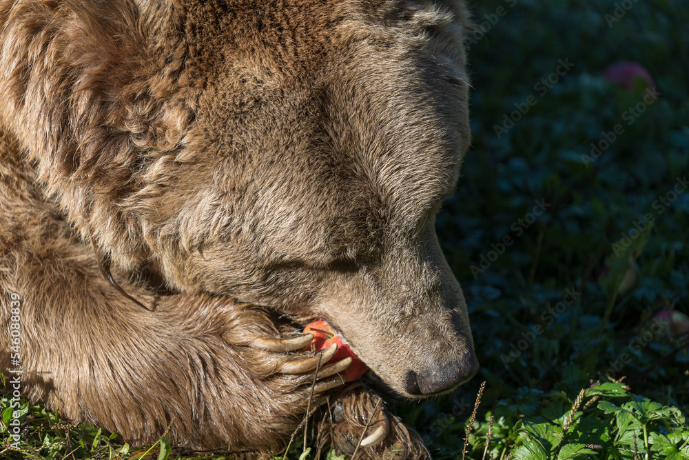 Obraz premium Big brown bear eating apple in the Carpathian mountains during dawn on a autumn day, closeup. West Ukraine