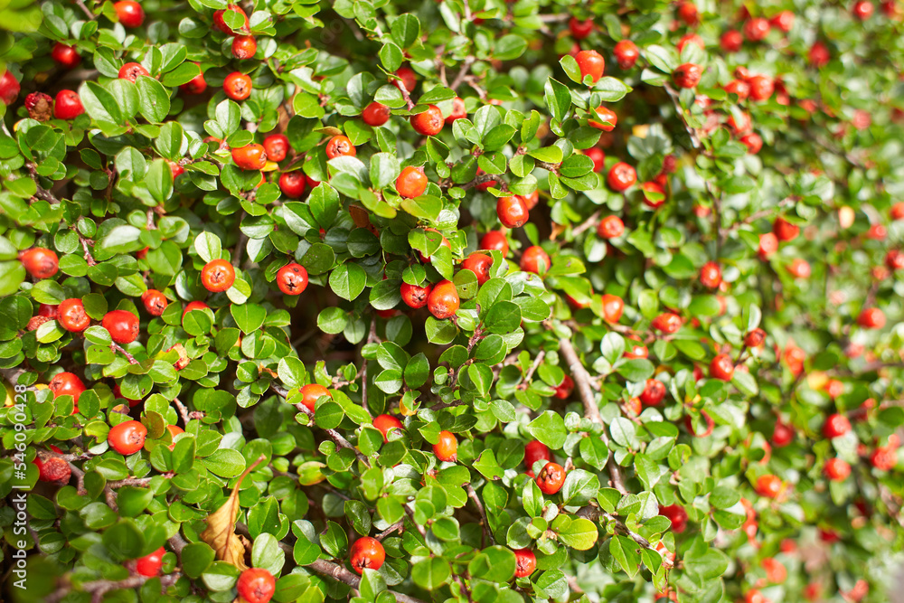 Red berry of Cotoneaster plant in the garden. Summer and spring time