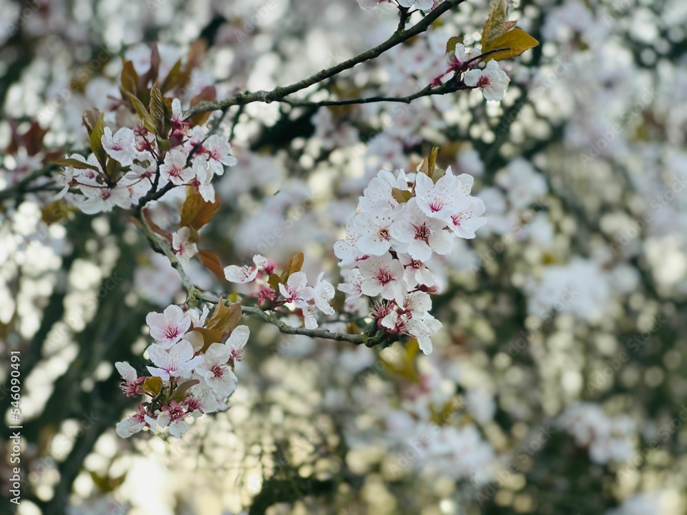 Selective focus shot of white plum blossoms on branches on bokeh background - floral wallpaper Selective focus shot of white plum blossoms on branches on bokeh background - floral wallpaper