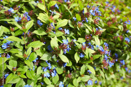Blue flowers plumbaginaceae ceratostigma plumbaginoides in the garden. Summer and spring time