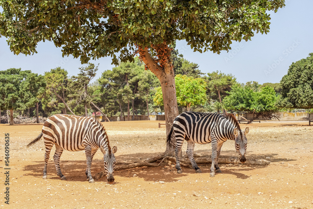 Obraz premium Beautiful zebras in safari park