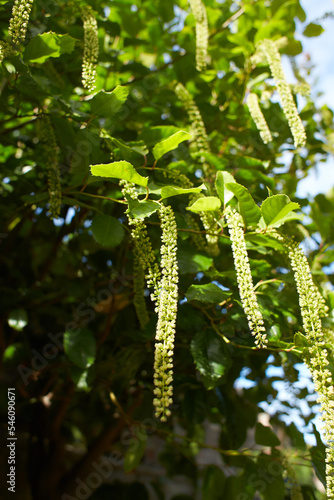 Green bush escalloniaceae itea yunnanensis in the garden. Summer and spring time photo