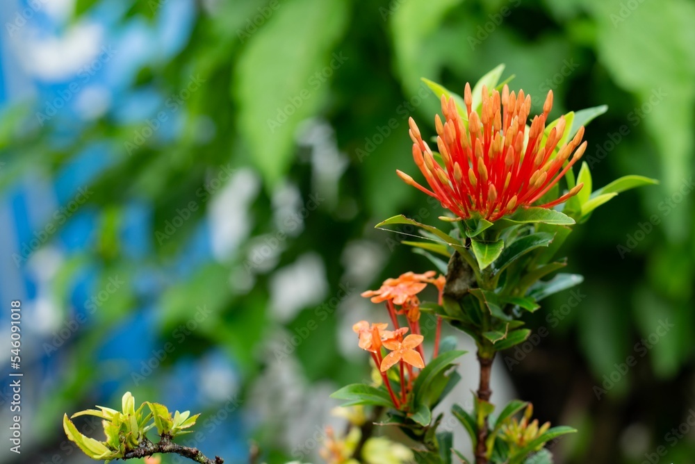 Closeup of fresh Chinese ixora plant growing in a garden on a sunny day Closeup of fresh Chinese ixora plant growing in a garden on a sunny day