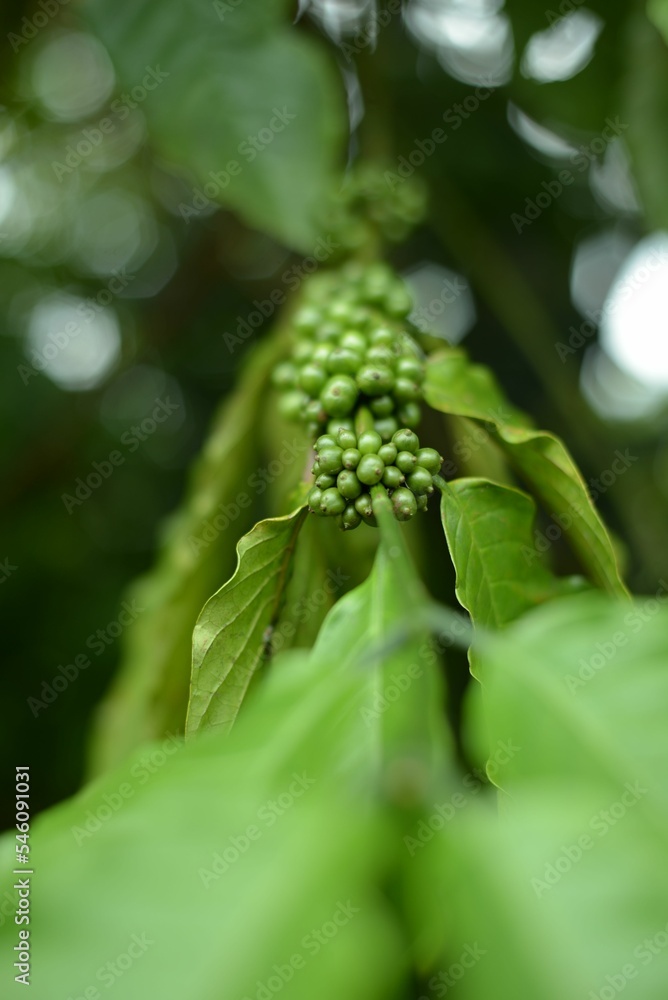 Closeup of young coffee cherries with green leaves Closeup of young coffee cherries with green leaves