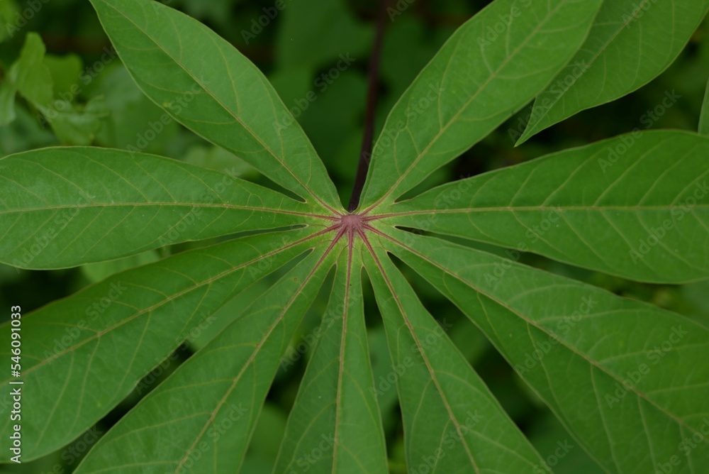 Closeup of a cassava plant leaf in a garden Closeup of a cassava plant leaf in a garden