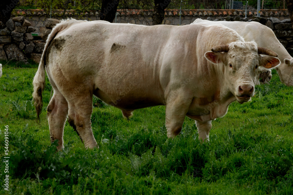 beef cattle grazing in the Sierra de madrid Spain beef cattle grazing in the Sierra de madrid Spain