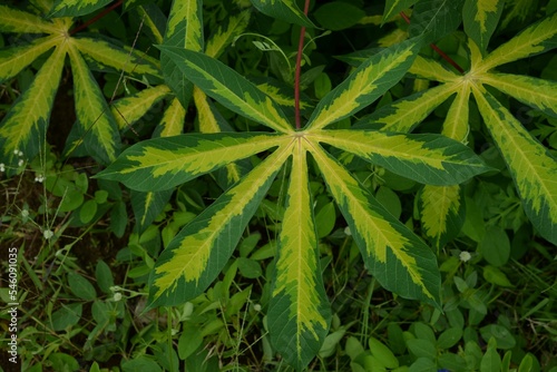 Closeup of cassava plant leaves in a garden