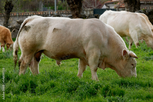 beef cattle grazing in the Sierra de madrid Spain