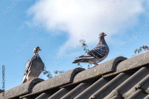 A couple of beautiful homing pigeons walk on the ridge of a roof and look straight into the camera against a beautiful blue sky