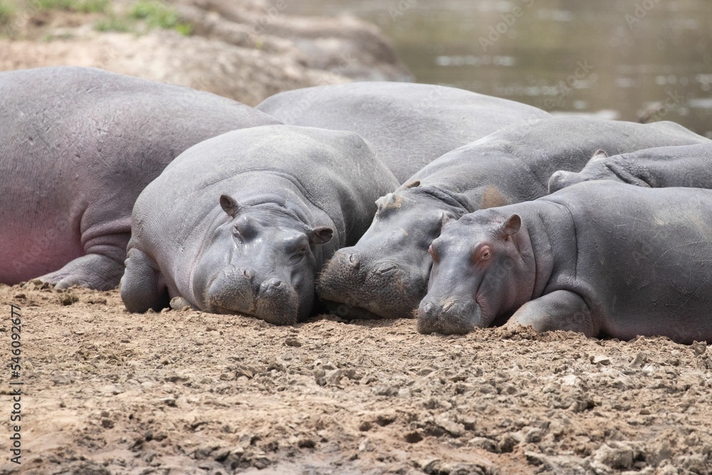 Group of adorable Hippos sleeping by the water in Masai Mara national reserve in Kenya, Africa Group of adorable Hippos sleeping by the water in Masai Mara national reserve in Kenya, Africa