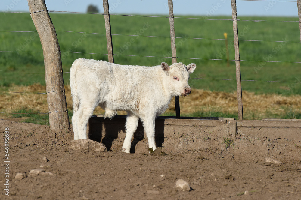 White Shorthorn calf , in Argentine countryside, La Pampa province, Patagonia, Argentina. White Shorthorn calf , in Argentine countryside, La Pampa province, Patagonia, Argentina.