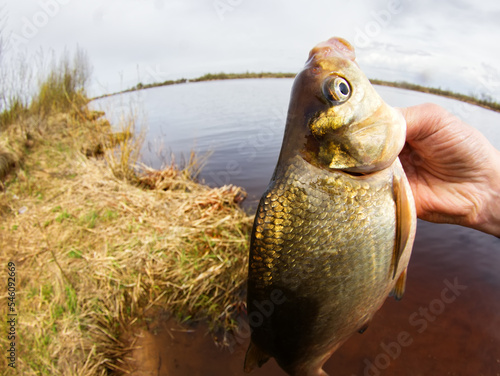 An enviable trophy of a fisherman with a fishing rod in a European river. Caspian bream (Abramis brama orientalis). The fisheye lens is used photo