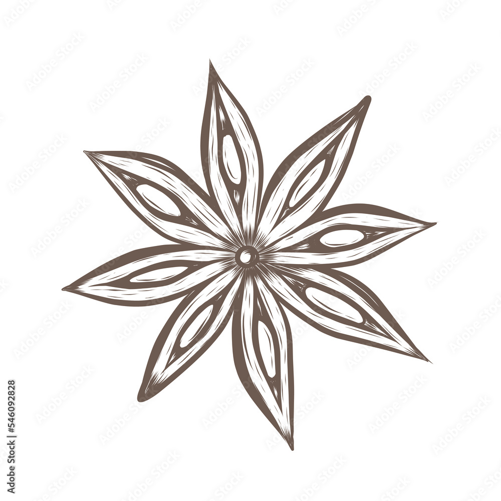 Vector sketch illustration of star anise. Hand drawn kitchen herb graphic print Vector sketch illustration of star anise. Hand drawn kitchen herb graphic print