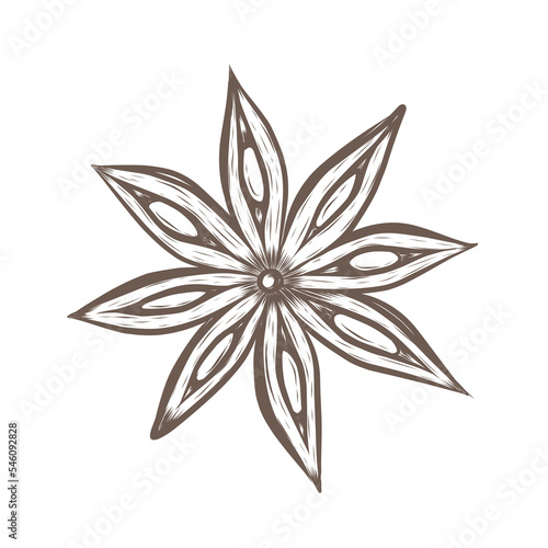 Vector sketch illustration of star anise. Hand drawn kitchen herb graphic print