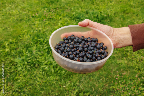 A hand holds fresh blackcurrant berries in a container. Fresh harvest of berries on a background of green grass.