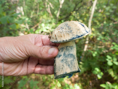 Blewit (Gyroporus cyanescens, Boletus cyanescens). Mushroom turns blue in eyes after touching or cutting (interactions with oxygen of gyrocyanine). Edible and medicinal (antibiotic boletol) mushroom photo