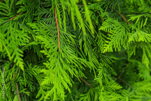 Green juniper branches outdoors, closeup