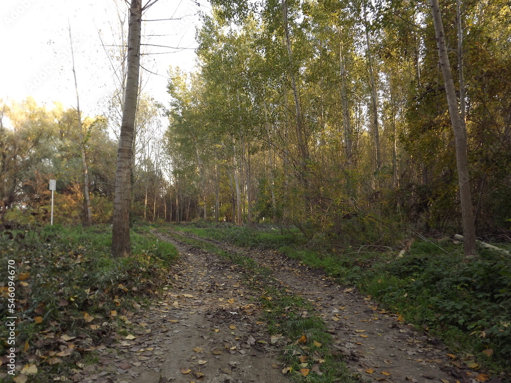 Obraz premium The young forest along the river Danube. The forest along the river Danube in the dry part of the year near the town of Novi Sad 