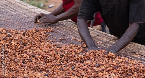 Fèves de cacao et fruits de cacao, gousse de cacao frais coupée exposant des graines de cacao, avec une plante de cacao en arrière-plan..Fèves de cacao crues et cabosse de cacao photo