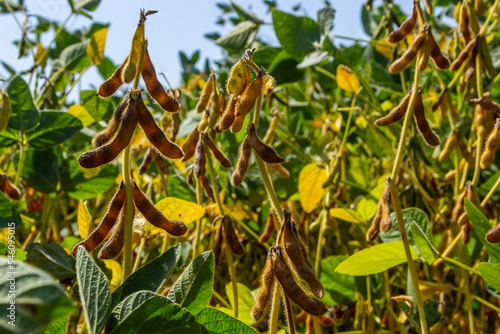 Soybeans pod macro. Harvest of soy beans - agriculture legumes plant. Soybean field - dry soyas pods photo