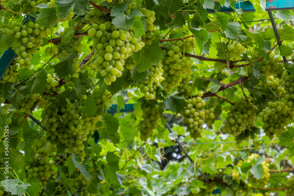 Juicy and tasty big bunches of ripe grapes on plantation bushes Juicy and tasty big bunches of ripe grapes on plantation bushes