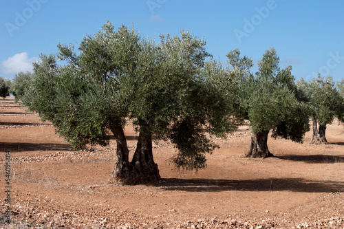 Olivos centenarios en olivar madrileño, agricultura