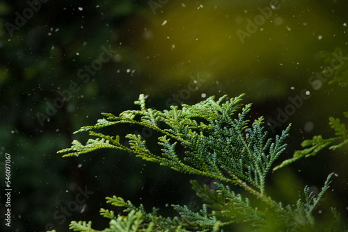 Pine tree background with falling snow.