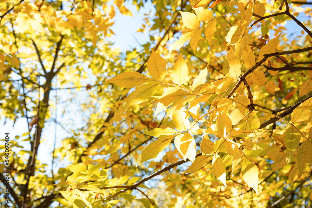 Tree with yellow autumn leaves on sunny day