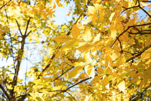 Tree with yellow autumn leaves on sunny day