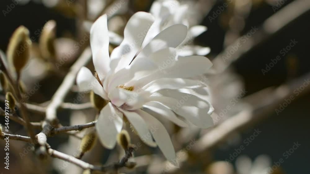 White blooming Magnolia tree. Close-up of magnolia blossoms in the spring season.
White blooming Magnolia tree. Close-up of magnolia blossoms in the spring season.