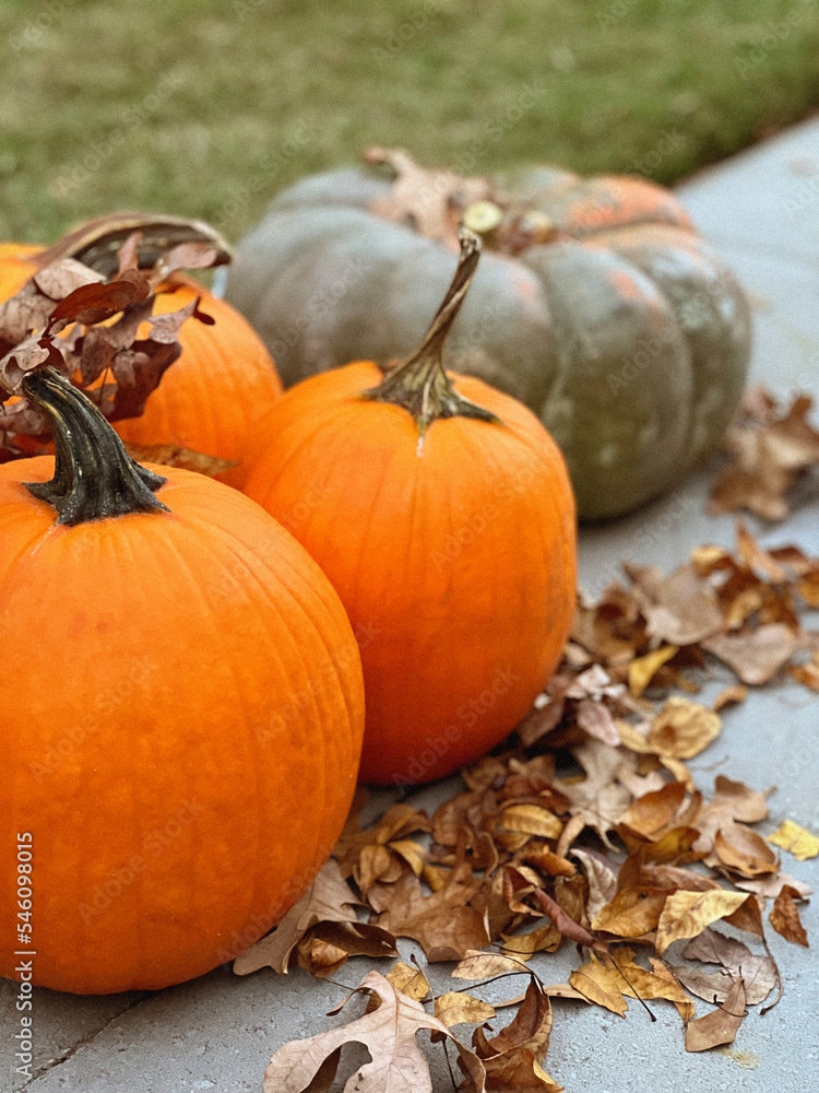 pumpkin on the grass pumpkin on the grass