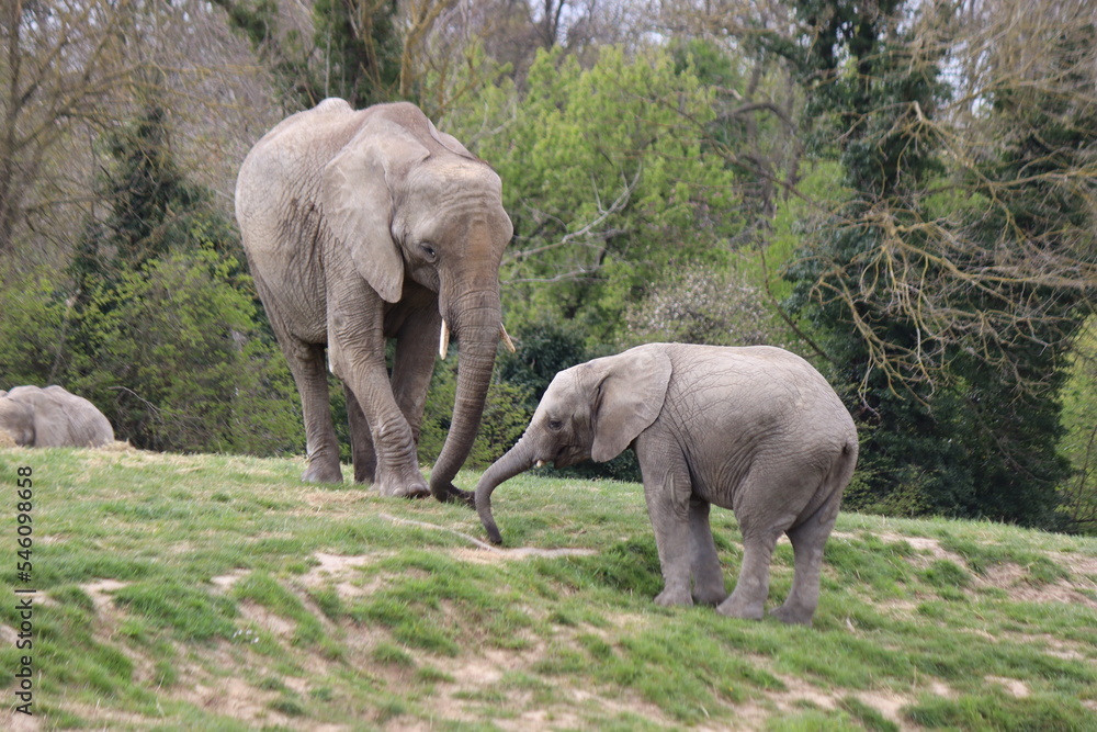 Elephant Elephant