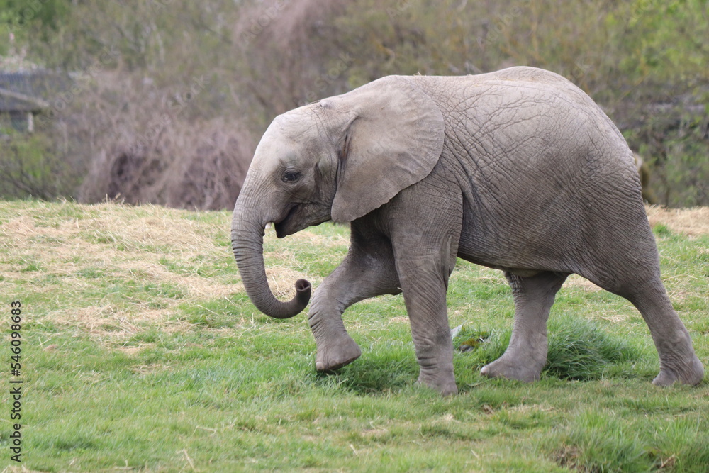 Obraz premium Elephant
