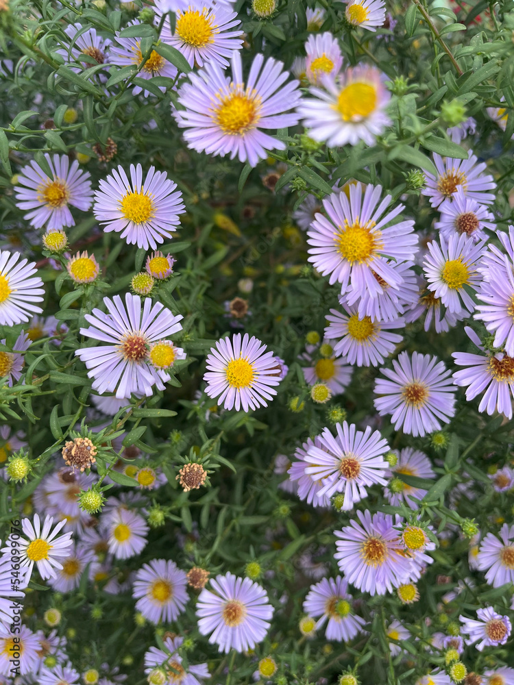 Closeup of late michaelmas daisy flowerbed with selective focus on foreground Closeup of late michaelmas daisy flowerbed with selective focus on foreground