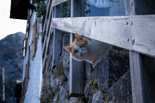cat on a fence