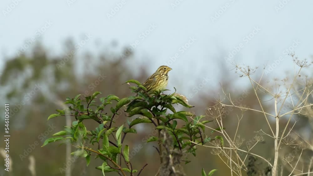 close up of a Corn bunting (Emberiza calandra) perched atop a bush, swaying in strong breeze, Wilts UK close up of a Corn bunting (Emberiza calandra) perched atop a bush, swaying in strong breeze, Wilts UK
