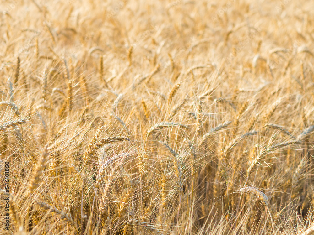 Yellow field of agriculture with ripe wheat, farming Yellow field of agriculture with ripe wheat, farming