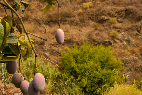 that is being farmed industrially on the side of a mountain in Spain Andalusia which is very hot and difficult for other crops to grow photo